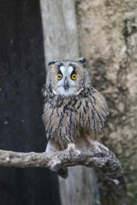 Búho chico, 'mussol banyut', 'asio otus'.- FOTO.- Joan Florit