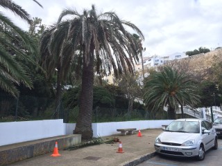 Zona acordonada tras la caída de ramas, en Maó (Fotos: Tolo Mercadal)