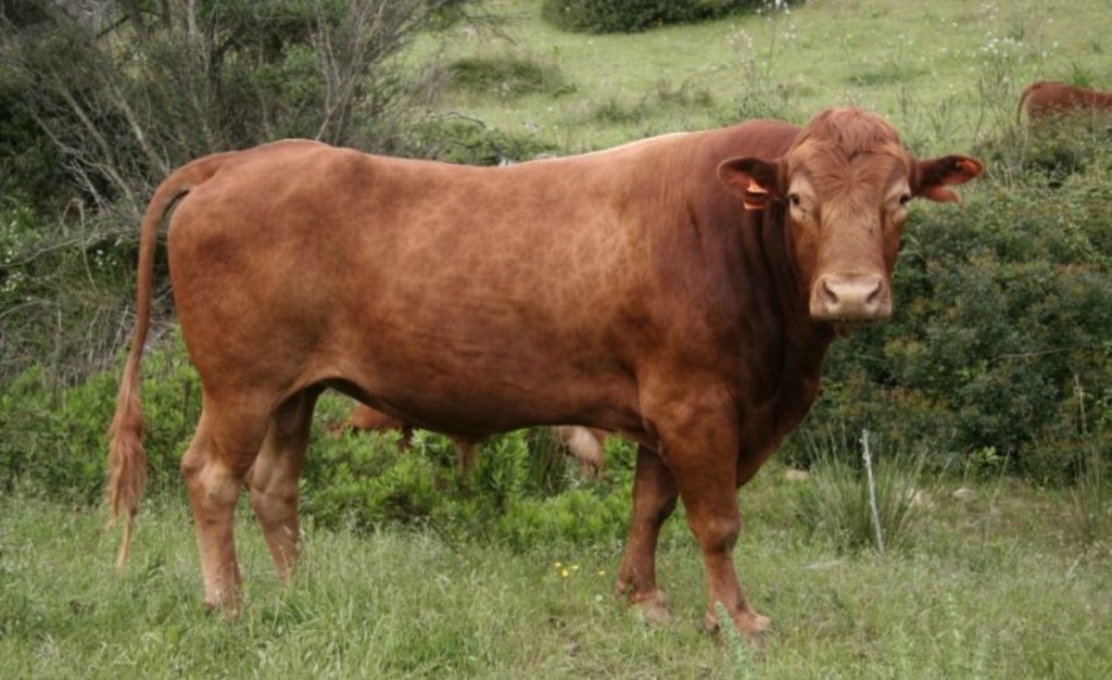 Vaca 'vermella' menorquina. Foto: www.vacamenorquina.org