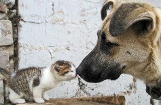 Este verano ha habido un exceso de camadas indeseadas, abandonos y maltrato animal.