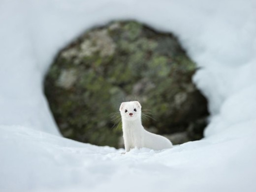 Así son 16 de las mejores fotos 2015 del National Geographic