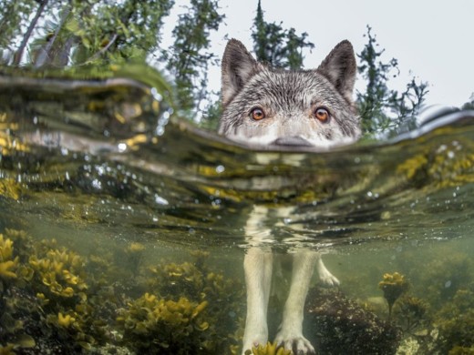 Así son 16 de las mejores fotos 2015 del National Geographic