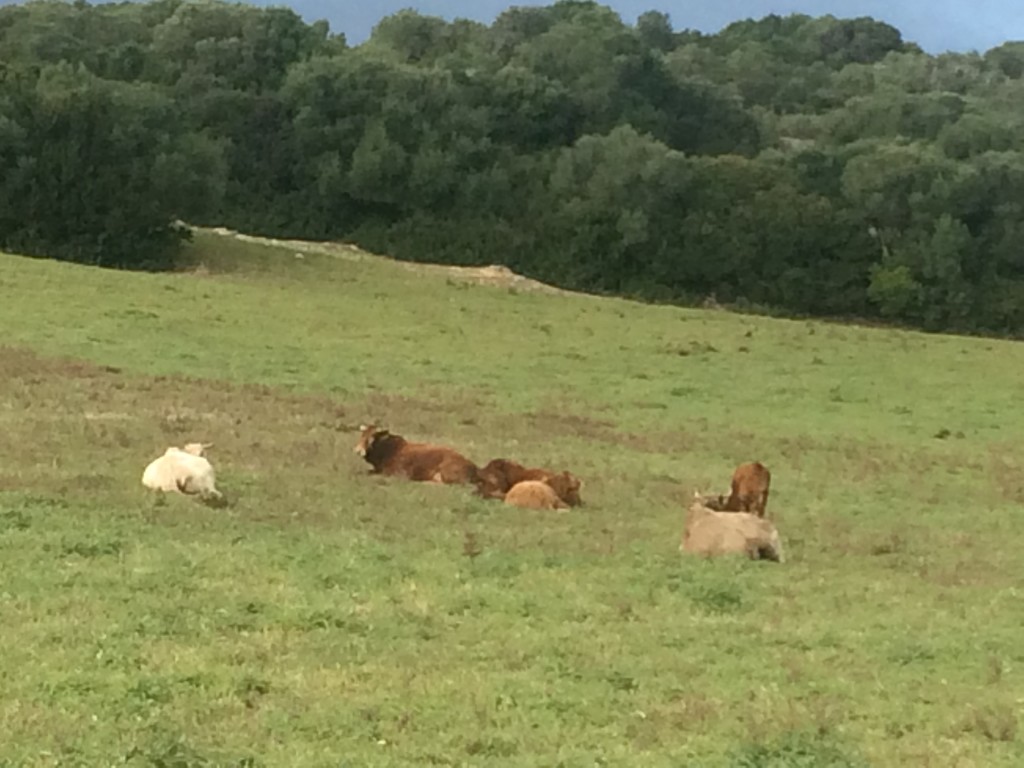 La falta de lluvias no ha procurado la cantidad de forraje necesario para los animales