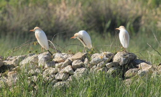 Foto: Societat Ornitològica de Menorca.