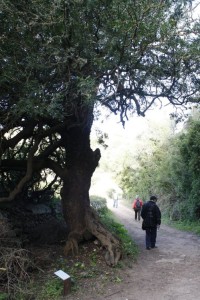 La 'mata lentisco' catalogada como árbol singular de Balears. Foto: GOB-Menorca.