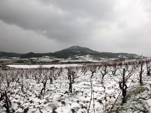 Viñedos llenos de nieve.