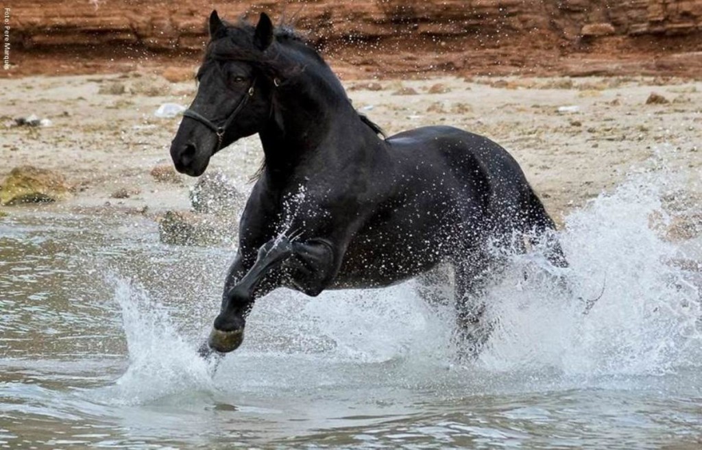 Fotografía ganadora de la segunda edición de este concurso. Foto: Pere Marquès.