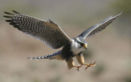 Los halcones peregrinos están en lo alto de la cadena trófica en Menorca.