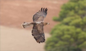 El àguila coabarrada se está reintroduciendo en Mallorca.