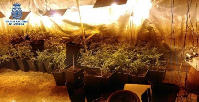 Plantación "indoor" de marihuana (Foto: Guardia Civil)