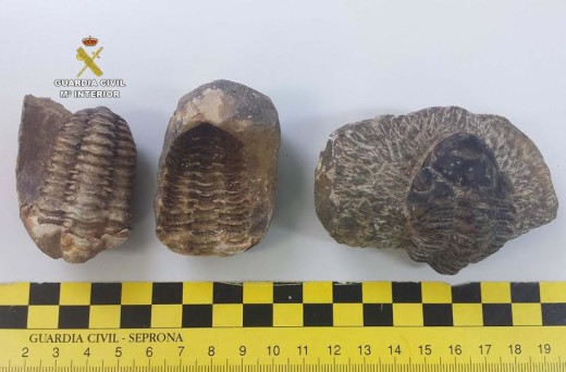 Fósiles trilobites incautados (Fotos: Guardia Civil)