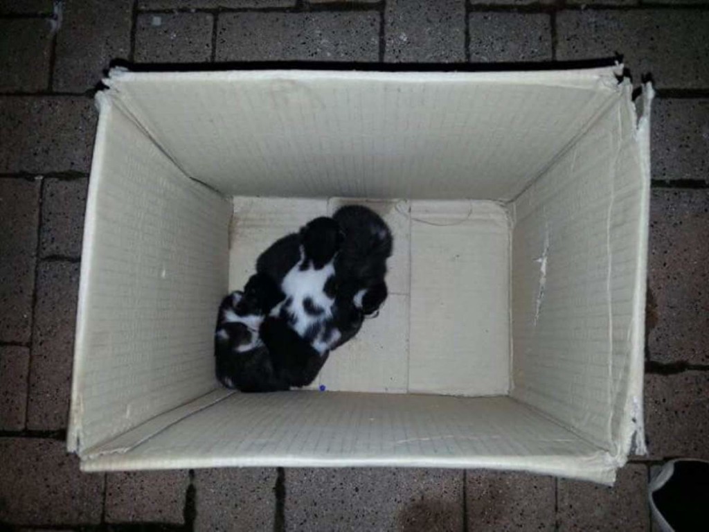 Los siete gatitos en la caja en la que fueron abandonados. Foto: Protectora d'Animals de Ciutadella.