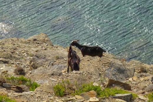 Cabras en Tirant (Foto: ssummon.com)