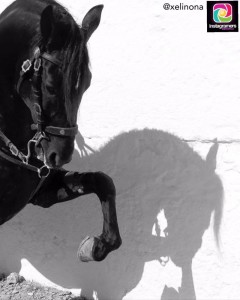 Los caballos y las fiestas patronales de Menorca también triunfan en Instagram (Foto: @Xelinona)