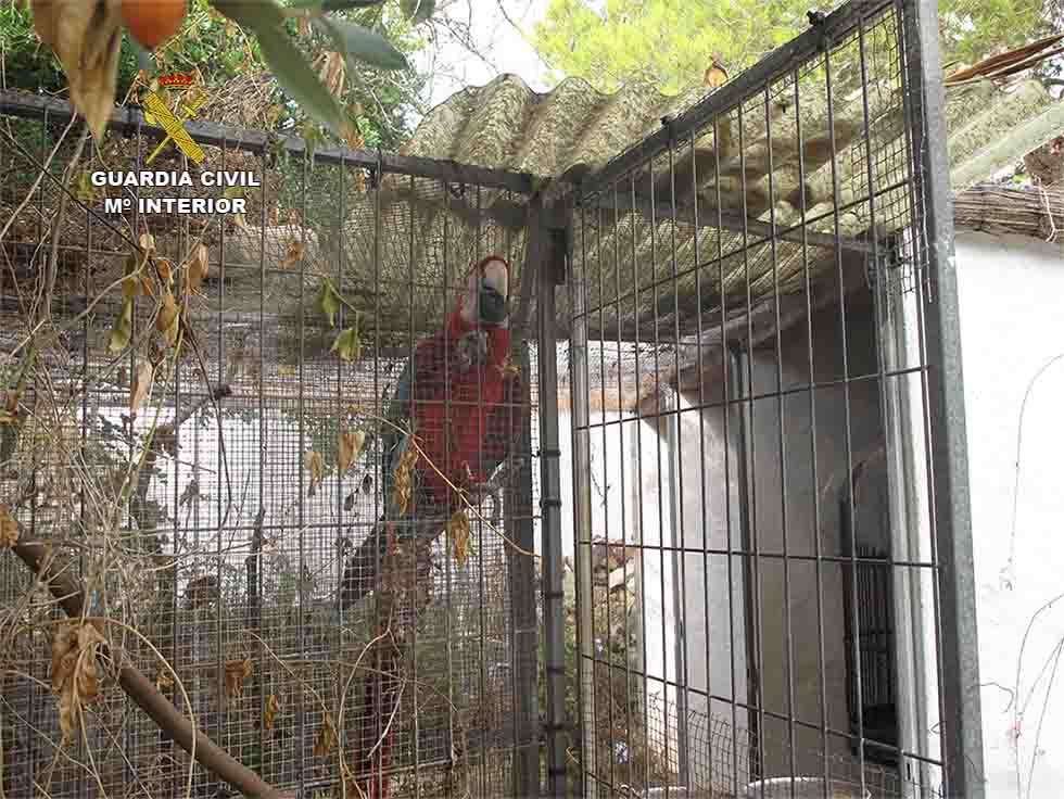 El guacamayo era el ejemplar más vistoso de los que se incautaron