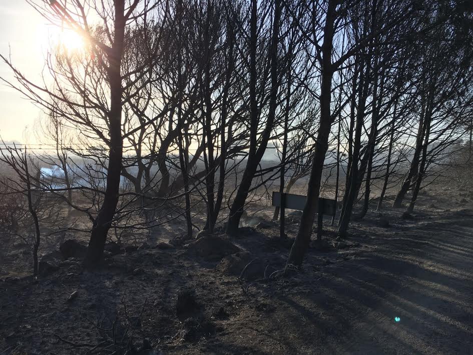 Imagen de una de las zonas devastadas por el fuego (Foto y video, German Sintes.)