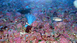 Se quiere preservar el fondo marino de Menorca.