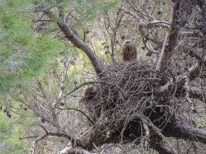 La población de esta especie está creciendo durante los últimos años.