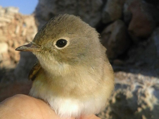 (Fotos) 1.152 ejemplares de 32 especies de ave anilladas en l’Illa del Aire