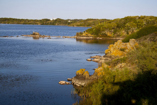 Actuar en la Albufera des Grau, que sufre una grave bajada de agua dulce, es una de las propuestas del GOB