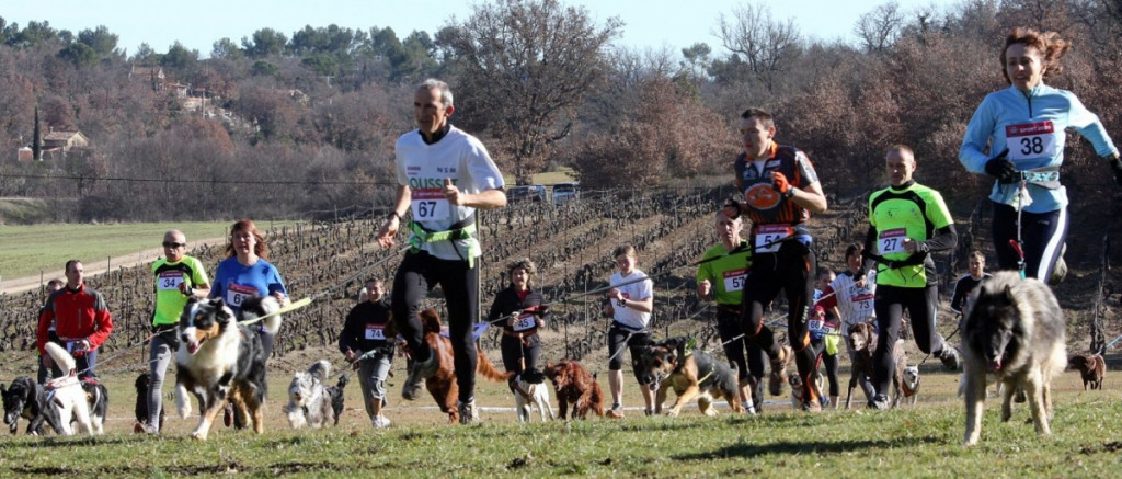 Imagen de una competición de "cani cross" con pastor alemán.