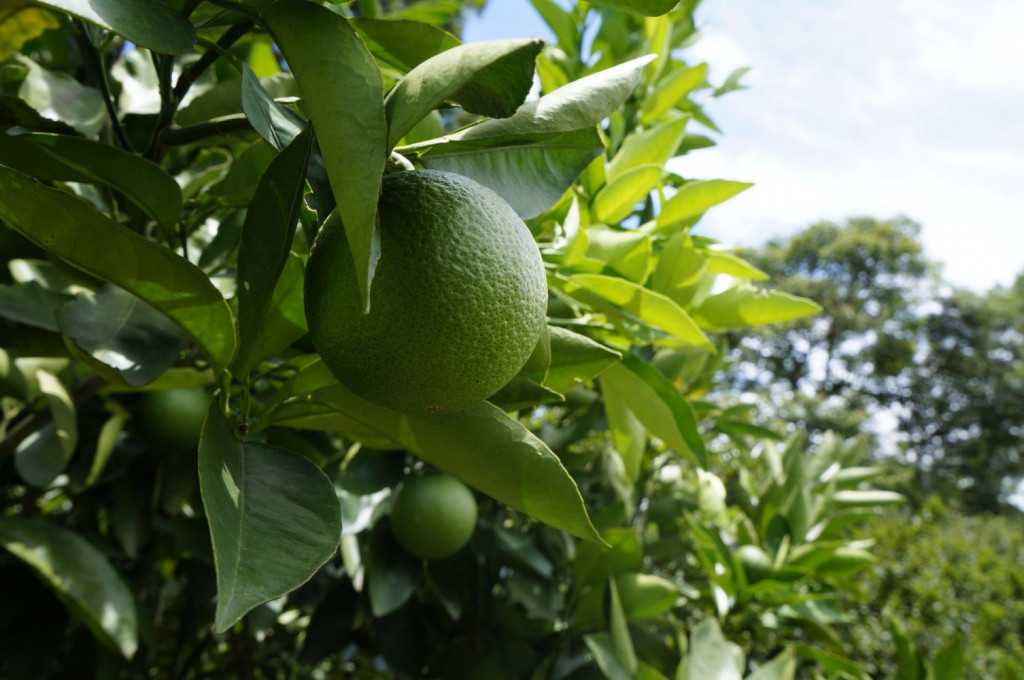 Pese a su avance, la agricultura ecológica en Menorca está un poco verde respecto al resto de la oferta