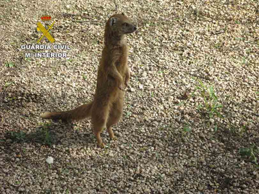 (Fotos) Incautan un mono capuchino, cinco mangostas y tres tortugas en un núcleo zoológico