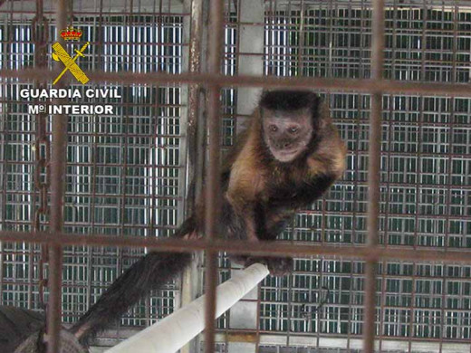 (Fotos) Incautan un mono capuchino, cinco mangostas y tres tortugas en un núcleo zoológico