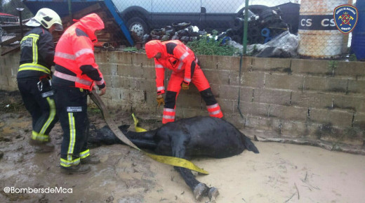 Momento del rescate del caballo (Foto: Bombers de Mallorca)