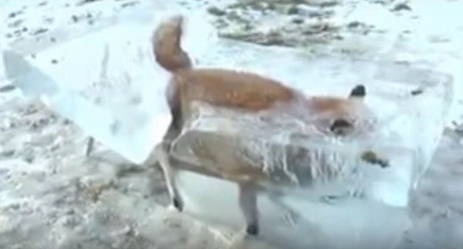 Cayó en el río Danubio.