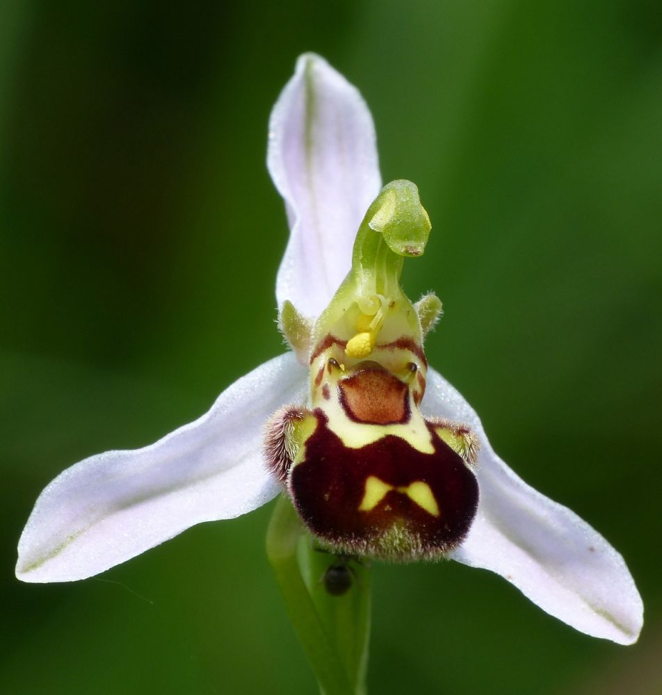 Orquídea