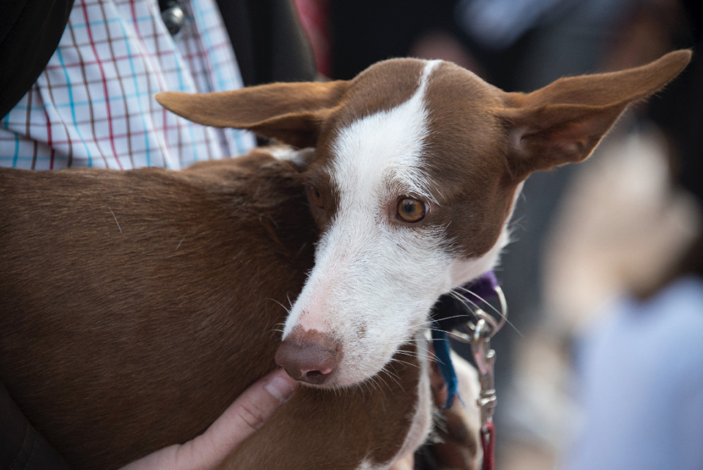 Podenco