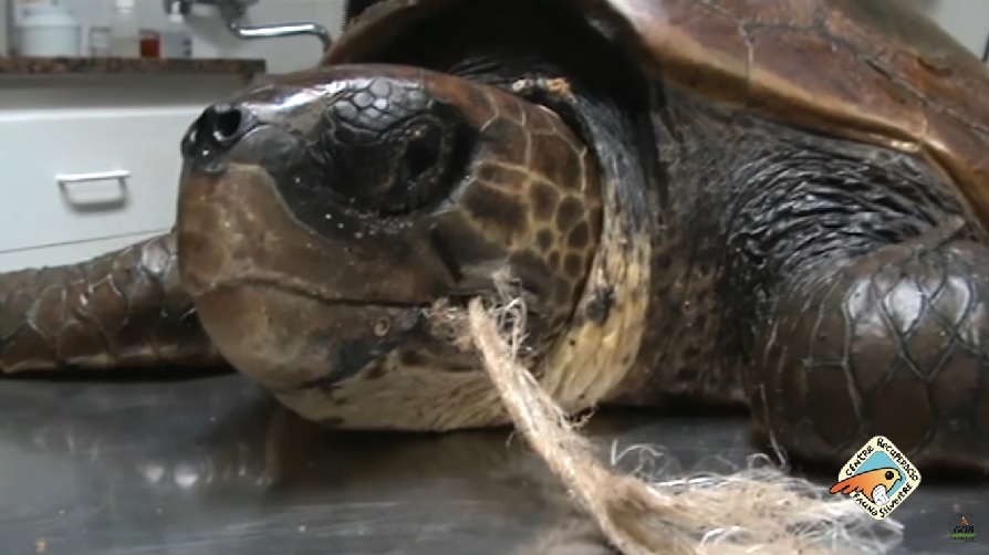 Uno de los ejemplares de tortuga tratados en el centro.