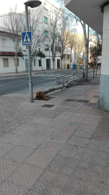 Arbol caído entre las calles Vives Llull y Ses Vinyes de Maó (Foto: Carol)