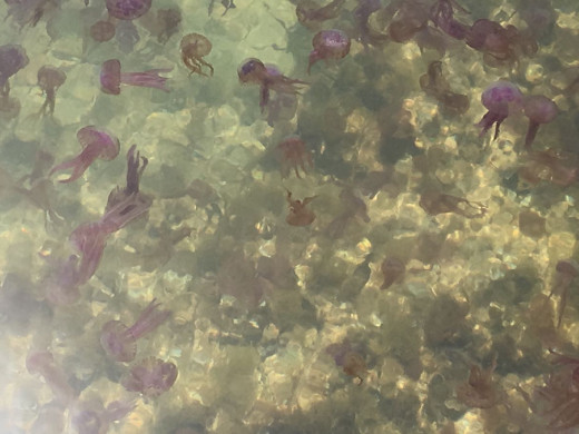 (Fotos) Peligro: medusas