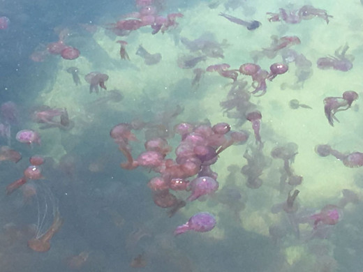 (Fotos) Peligro: medusas