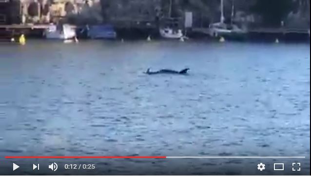 Delfines en Cales Fonts