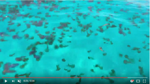 Precaución con las medusas en Menorca