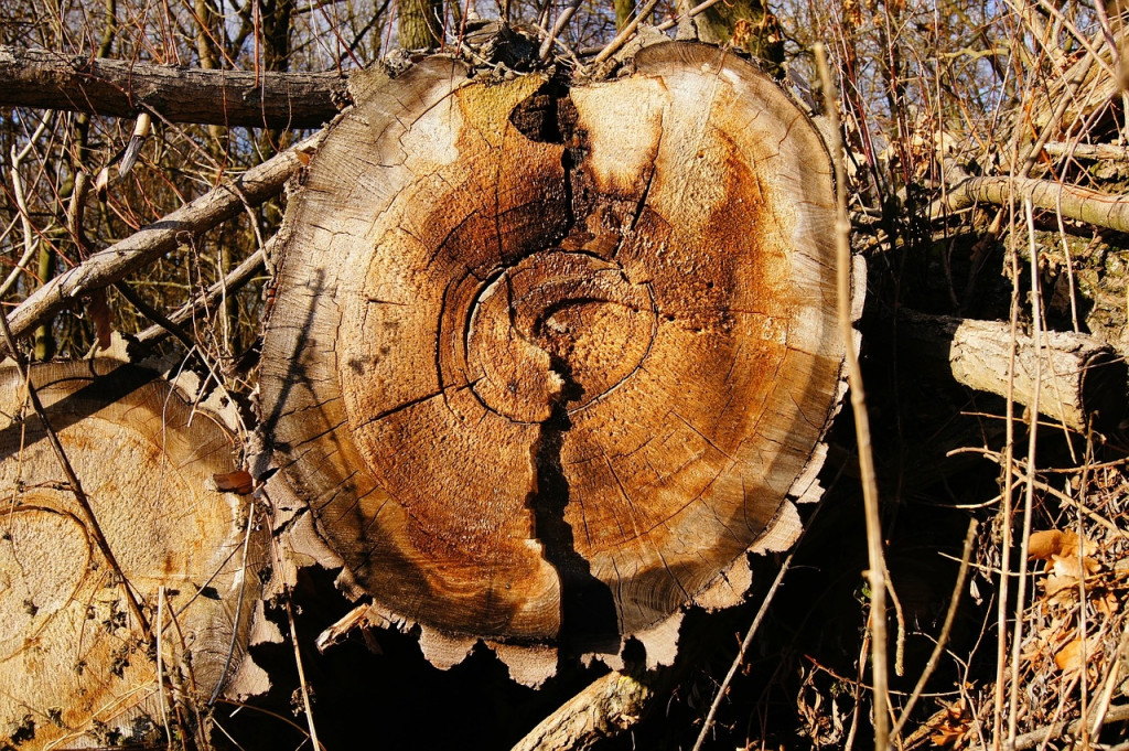 La madera de los árboles caídos se degrada rápido