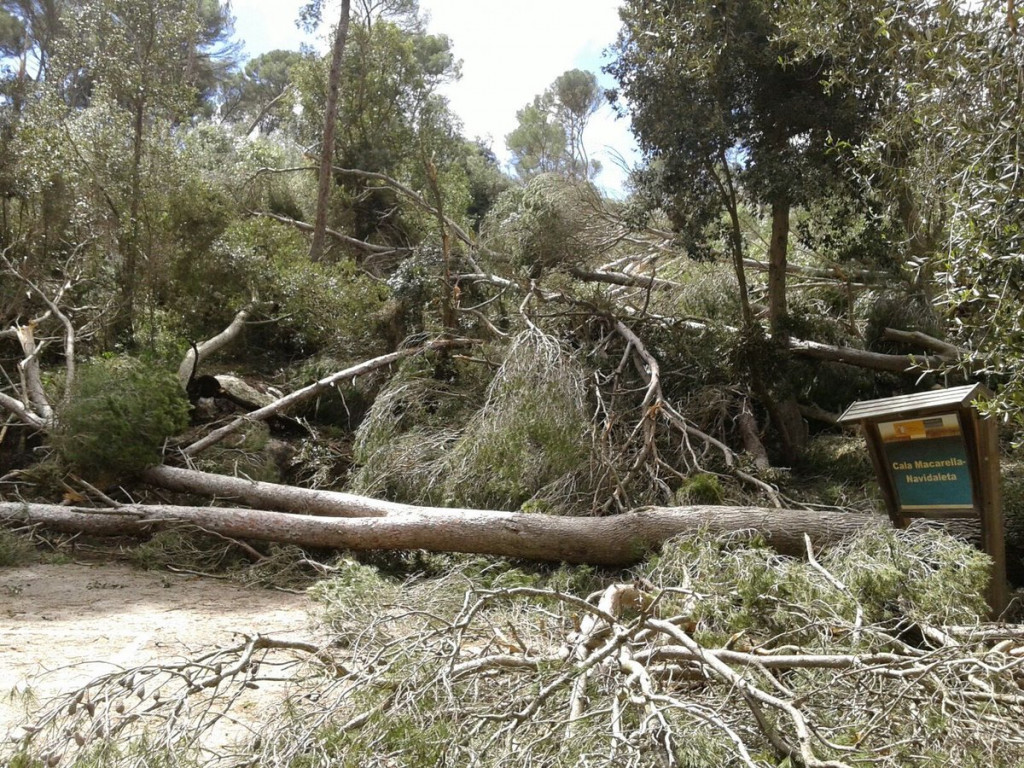 Arboles caídos en una de las zonas afectadas por el cap de fibló (Fotos: Ibanat)