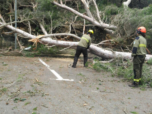 (Galería de fotos) Los tres “caps de fibló” arrasaron cerca de 3.000 árboles en Ciutadella