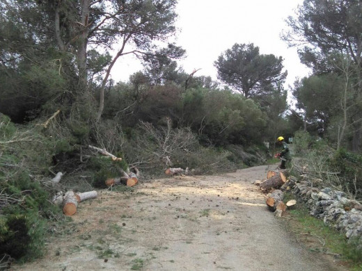 (Galería de fotos) Los tres “caps de fibló” arrasaron cerca de 3.000 árboles en Ciutadella