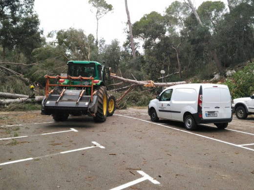 (Galería de fotos) Los tres “caps de fibló” arrasaron cerca de 3.000 árboles en Ciutadella