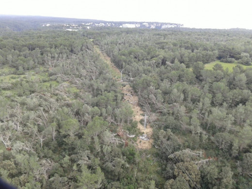 (Galería de fotos) Los tres “caps de fibló” arrasaron cerca de 3.000 árboles en Ciutadella