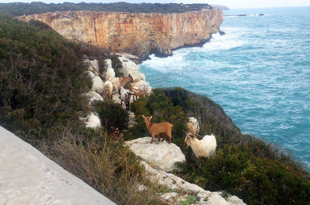 La crisis de las cabras.