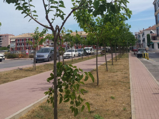 Un grupo de vándalos destrozan los árboles de la calle Fontanillas de Es Castell