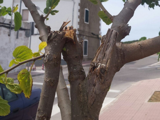 Un grupo de vándalos destrozan los árboles de la calle Fontanillas de Es Castell