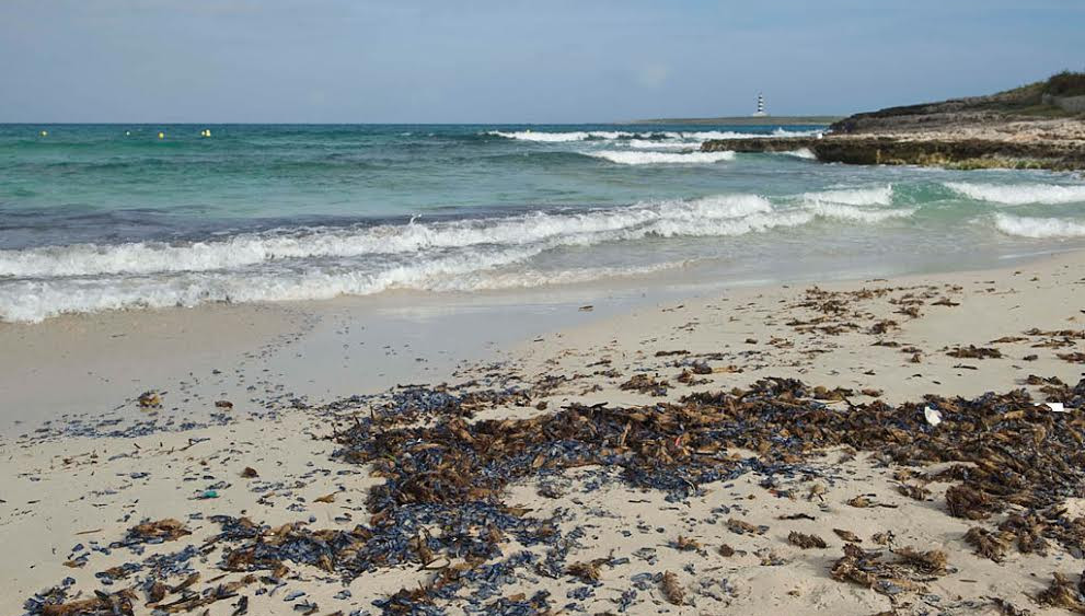 Imagen de la playa de Punta Prima llena de velella (Fotos: David Arquimbau)