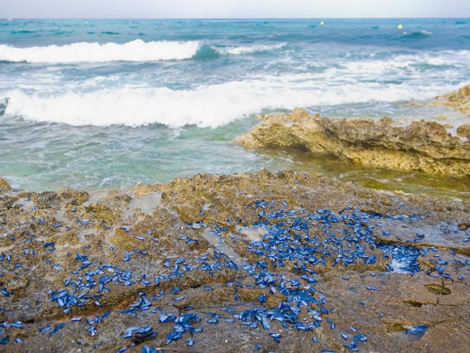 (Galería de fotos) La playa de Punta Prima, plagada de “velellas”