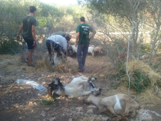 (Fotos) Trasladan a las cabras asilvestradas de s’Algar